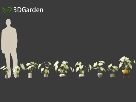 Caladium Aaron - Angel Wings 3D Model