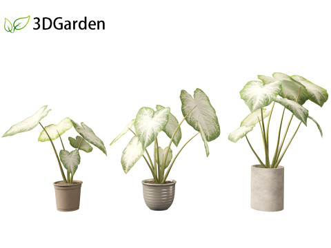 Caladium Aaron - Angel Wings Model 3D