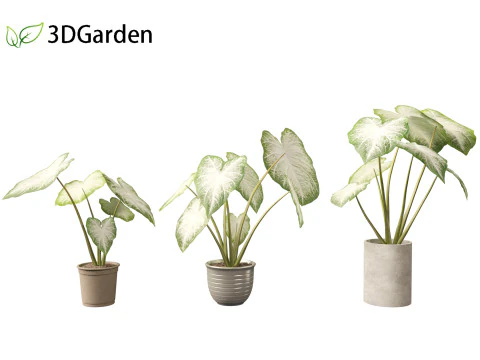 Caladium Aaron - Angel Wings 3D Model