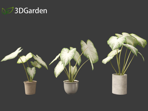Caladium Aaron - Angel Wings Model 3D