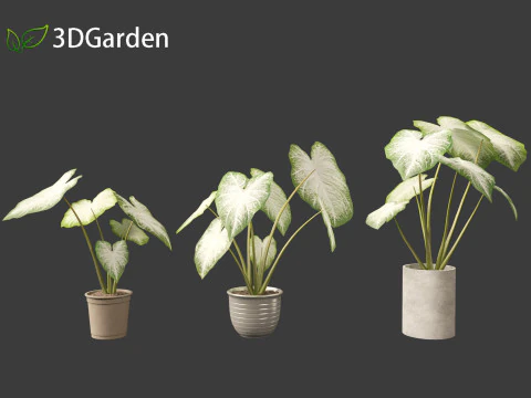 Caladium Aaron - Angel Wings 3D Model