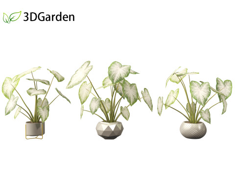 Caladium Aaron - Angel Wings Model 3D