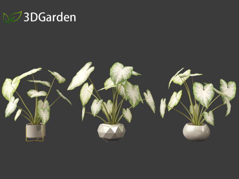 Caladium Aaron - Angel Wings Model 3D