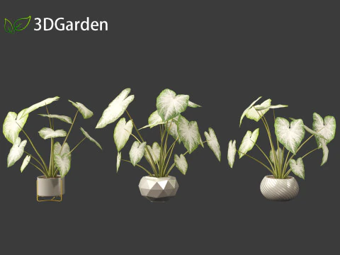 Caladium Aaron - Angel Wings 3D Model