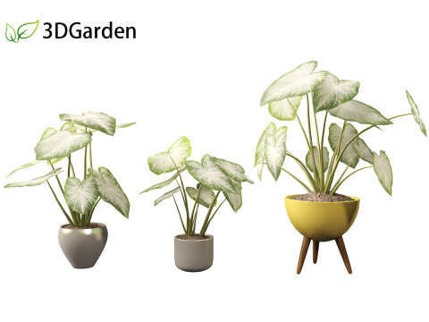 Caladium Aaron - Angel Wings Model 3D