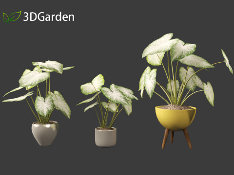 Caladium Aaron - Angel Wings Model 3D