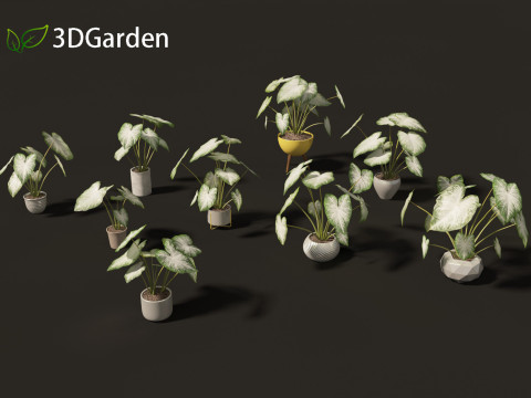 Caladium Aaron - Angel Wings Model 3D