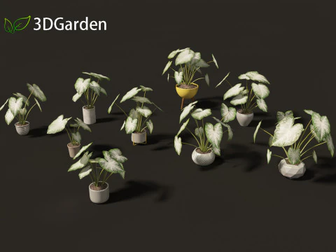 Caladium Aaron - Angel Wings 3D Model