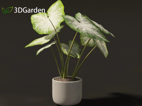 Caladium Aaron - Angel Wings 3D Model