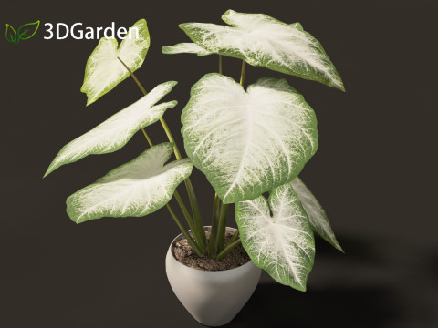 Caladium Aaron - Angel Wings Model 3D