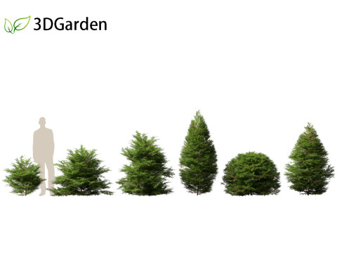 Chamaecyparis obtusa - hinoki cypress 01 3D Модель