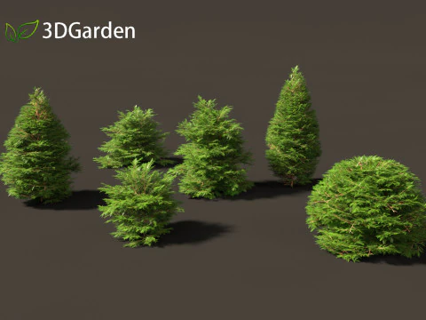 Chamaecyparis obtusa - cipreste hinoki 01 Modelo 3D