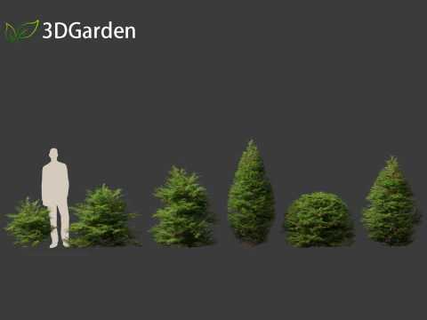 Chamaecyparis obtusa - cipreste hinoki 01 Modelo 3D