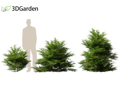 Chamaecyparis obtusa - cipreste hinoki 01 Modelo 3D