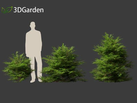 Chamaecyparis obtusa - cipreste hinoki 01 Modelo 3D