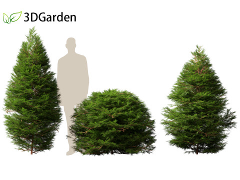 Chamaecyparis obtusa - hinoki cypress 01 Model 3D