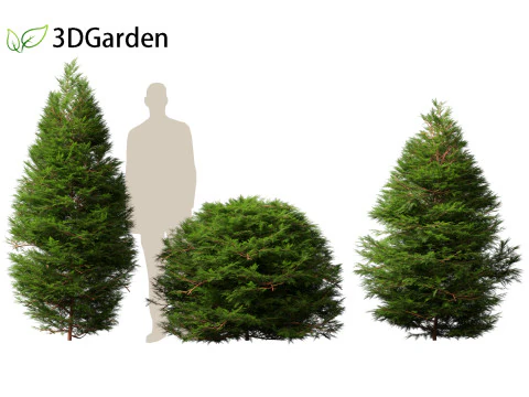 Chamaecyparis obtusa - cipreste hinoki 01 Modelo 3D