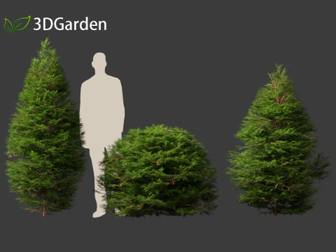 Chamaecyparis obtusa - cipreste hinoki 01 Modelo 3D