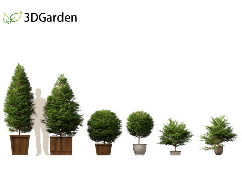 Chamaecyparis obtusa - hinoki cypress 02 3D Модель