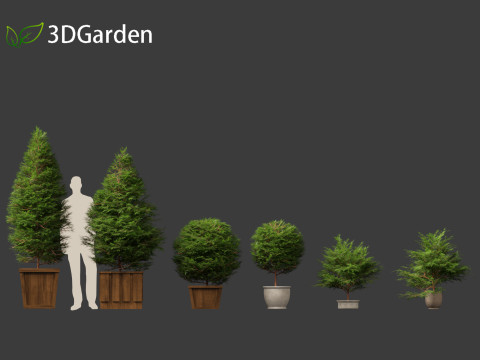 Chamaecyparis obtusa - hinoki cypress 02 3D Модель