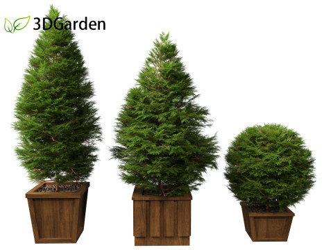 Chamaecyparis obtusa - hinoki cypress 02 3D Модель
