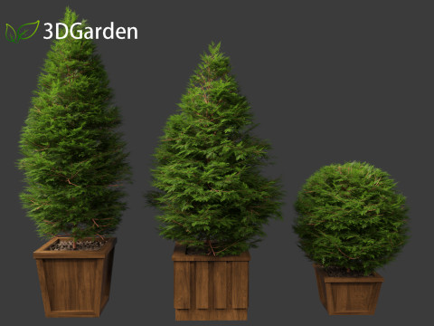 Chamaecyparis obtusa - hinoki cypress 02 3D Модель