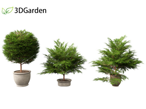 Chamaecyparis obtusa - hinoki cypress 02 3D Модель