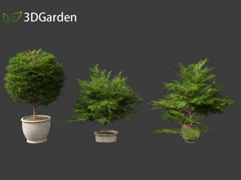 Chamaecyparis obtusa - hinoki cypress 02 3D Модель