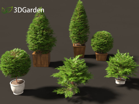 Chamaecyparis obtusa - hinoki cypress 02 3D Модель
