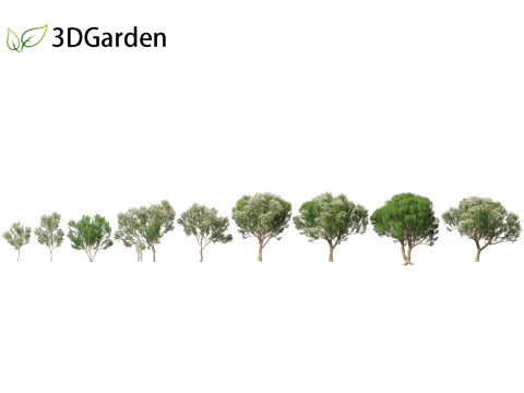 Melaleuca linariifolia - casca de papel com folhas de linho Modelo 3D