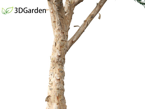 Melaleuca linariifolia - flax-leaved paperbark 3D Model