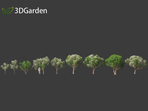 Melaleuca linariifolia - flax-leaved paperbark 3D Model