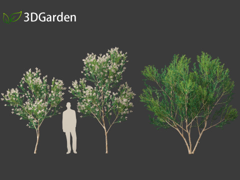 Melaleuca linariifolia - flax-leaved paperbark 3D Model
