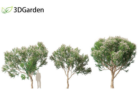 Melaleuca linariifolia - flax-leaved paperbark 3D Model