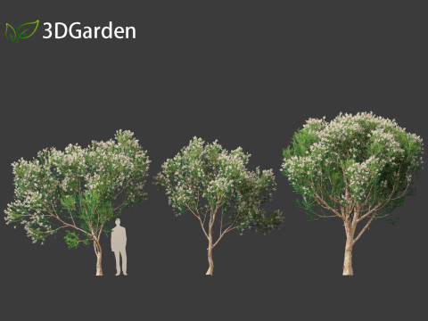 Melaleuca linariifolia - flax-leaved paperbark 3D Model