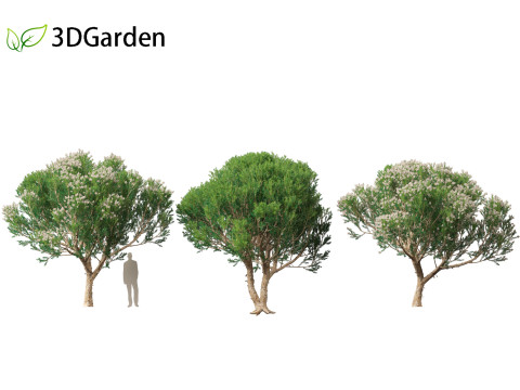 Melaleuca linariifolia - flax-leaved paperbark 3D Model
