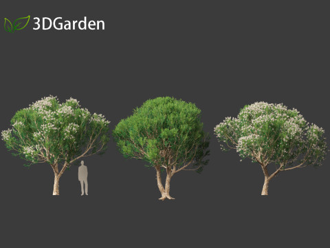 Melaleuca linariifolia - flax-leaved paperbark 3D Model