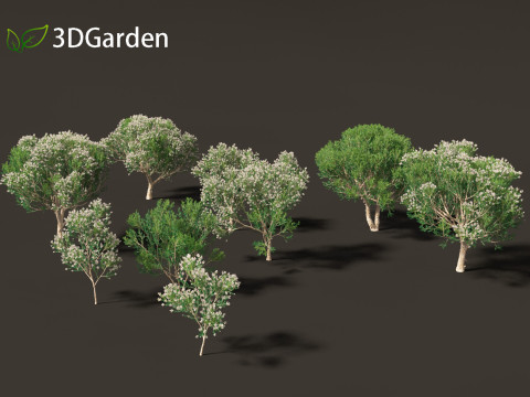 Melaleuca linariifolia - flax-leaved paperbark 3D Model