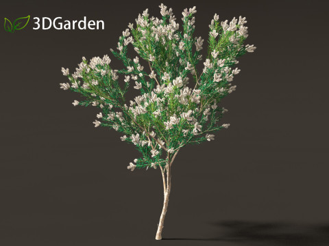 Melaleuca linariifolia - flax-leaved paperbark 3D Model
