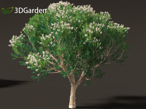 Melaleuca linariifolia - flax-leaved paperbark 3D Model