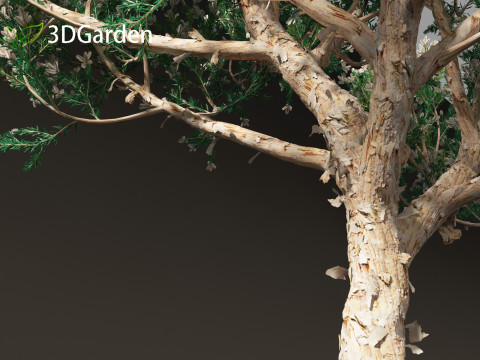 Melaleuca linariifolia - flax-leaved paperbark 3D Model
