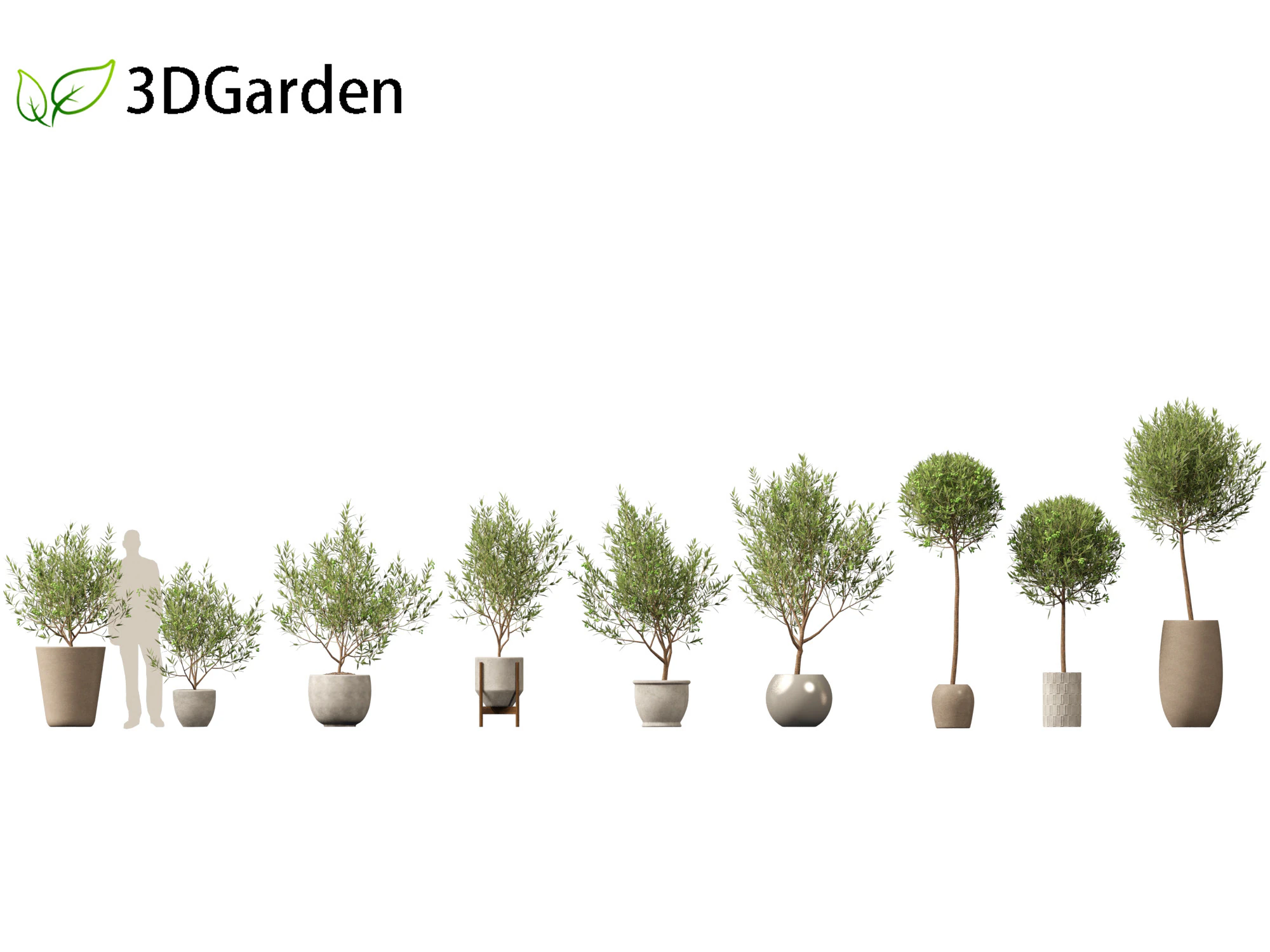 Olea europaea - Common olive 3D Model .c4d .max .obj .3ds .fbx .stl .blend