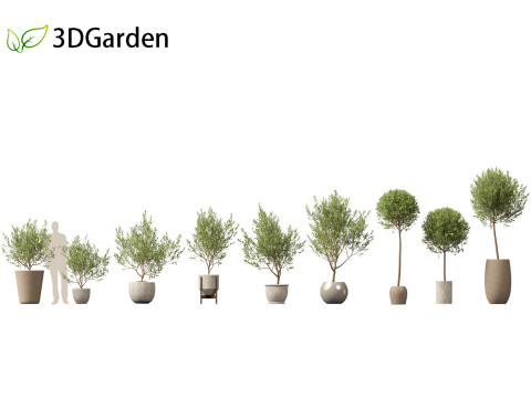 Olea europaea - Common olive Modelo 3D