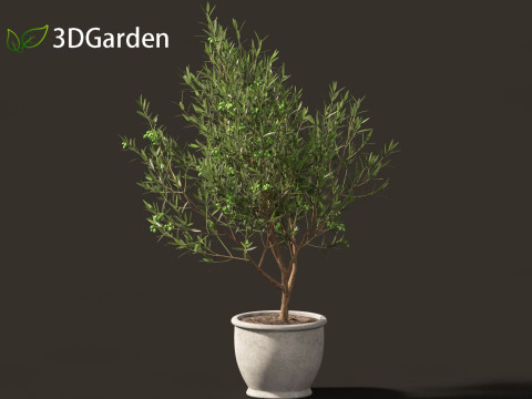 Olea europaea - Common olive 3D Model