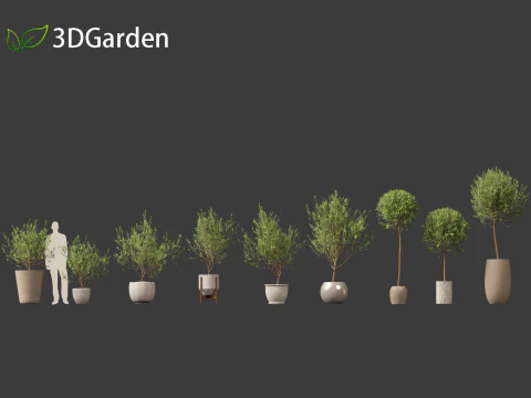 Olea europaea - Common olive 3D Model
