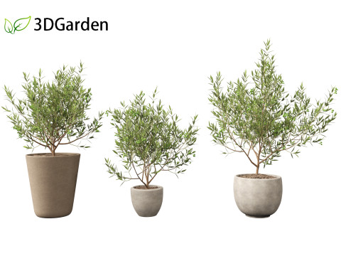 Olea europaea - Common olive 3D Model