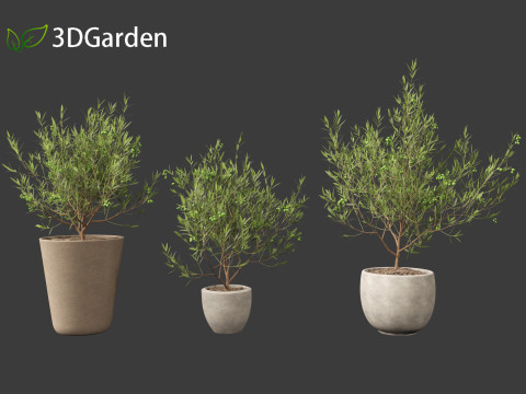 Olea europaea - Common olive 3D Model