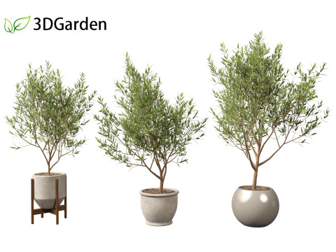 Olea europaea - Common olive 3D Model
