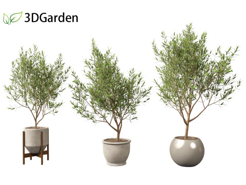 Olea europaea - Common olive 3D Model