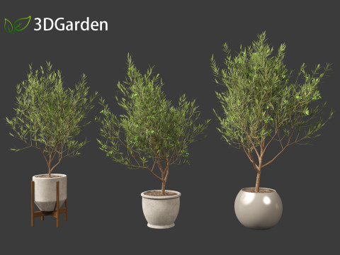 Olea europaea - Common olive 3D Model